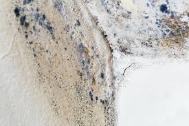 Best Forensic Mold Investigation  in Greenfield, CA